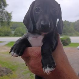 Boots - Black male Dachshund puppy in Harrison, Arkansas from Dachshunds on the Hill