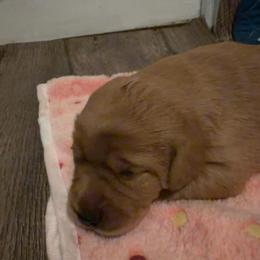 Primrose - Yellow female Labrador Retriever puppy in North Chesterfield, Virginia from Lake Crystal Farms Labradors