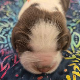 Plow - Tri-Roan male English Springer Spaniel puppy in Brodhead, Wisconsin from Pinwheel Acres