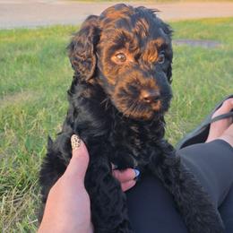 Goldendoodle Puppies from Medium Labradoodles 🐾