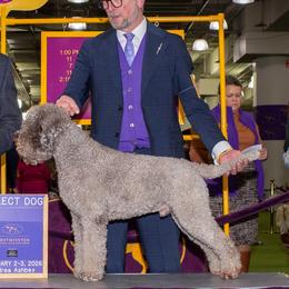 Lagotto Romagnolo puppies from RaceCity