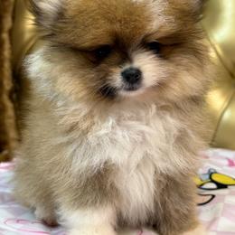 Scarlette - White female Pomeranian puppy in Grand Prairie, Texas from D’ Pomlovers