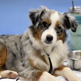 Miniature American Shepherd, Miniature Australian Shepherd, and Toy Australian Shepherd Puppies from Shooting Stars Ranch Toy and Mini Aussies