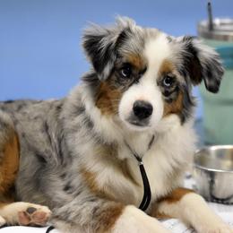 Miniature American Shepherd, Miniature Australian Shepherd, and Toy Australian Shepherd Puppies from Shooting Stars Ranch Toy and Mini Aussies