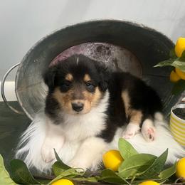 Tommy Pickels - Black white and tan male Collie puppy in Chilhowie, Virginia from Jolly Collies