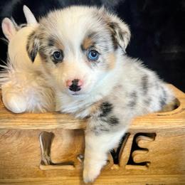 Dopey - Blue merle and white female American Corgi puppy in Tome, New Mexico from Blue Diamond Welsh corgis