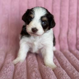 Kitkat - Parti female Miniature Schnauzer puppy in Sterling, Idaho from Sterling Schnauzer's
