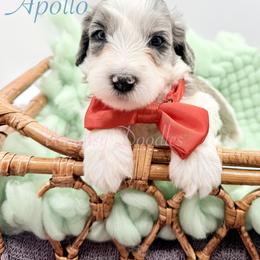 Apollo - Blue merle male Bernedoodle puppy in Omaha, Nebraska from Whimsy Doodles