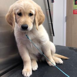 Golden Retriever, Goldendoodle, and Sheepadoodle Puppies from Guppy Puppies