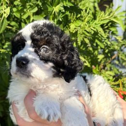 Maple - Black and white female Bernedoodle puppy in Tucson, Arizona from Adored Poodle & Doodles
