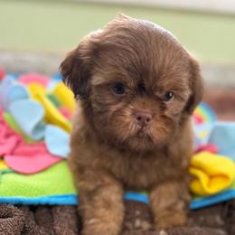 Raleigh - Liver male Shih Tzu puppy in Stafford, Virginia from Bayview Pups