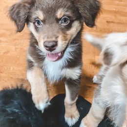 Miniature Australian Shepherd Puppies from The Kelley Crew