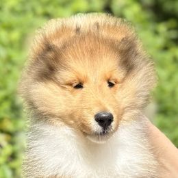 Handsome boy - Sable and white male Shetland Sheepdog puppy in Chapel Hill, North Carolina from Solange Shelties