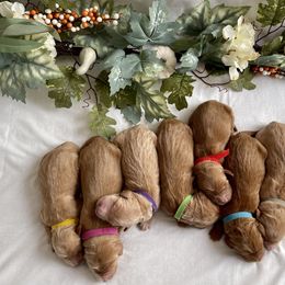 Goldendoodle Puppies from Golden Creek Doodles
