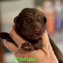 Patrick - Chocolate male Labrador Retriever puppy in Sullivan, Missouri from O’Dell Labs