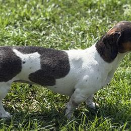 Dachshunds, Labradoodles, and Labrador Retrievers from Muddy Bay Kennels