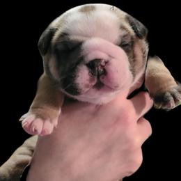 Boy 4 - Chocolate tri-color male Bulldog puppy in Fort Gaines, Georgia from Carrie's Bulldogs