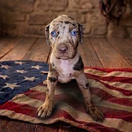 Girl 2 - female Catahoula Leopard Dog puppy in Greenwood, Delaware from OpenGate Catahoulas