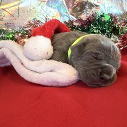 Fluorescent yellow - Gray brindle female Cane Corso puppy in Briggs, Texas from Capital City Corso’s