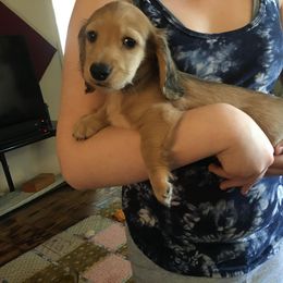 Dachshund Puppies from Western Slope English Cream Dachshund