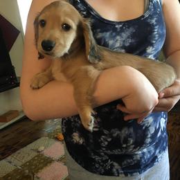 Dachshund Puppies from Western Slope English Cream Dachshund