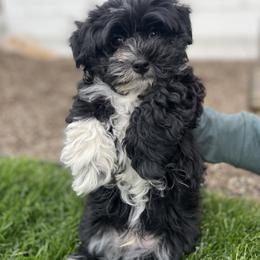 Havanese and Havapoo Puppies from Ladypawspuppies