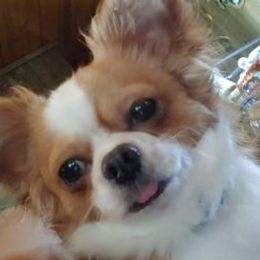 Chihuahuas from Makin' Memories to last