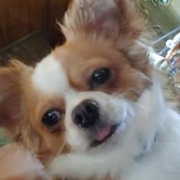 Chihuahuas from Makin' Memories to last