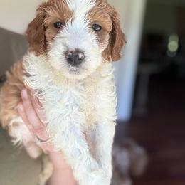 Spooky - Parti male Goldendoodle puppy in Jacksonville, Florida from Dandelion Doodles