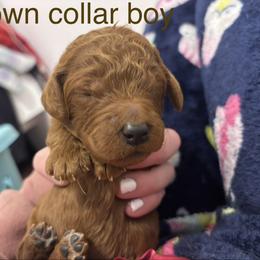 Brown Collar Boy - Red  male Poodle puppy in Grandview, Tennessee from FurEver Poodles
