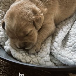 Golden Retriever Puppies from Sovereignty Grace Goldens