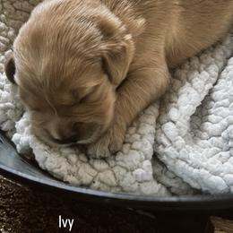 Golden Retriever Puppies from Sovereignty Grace Goldens