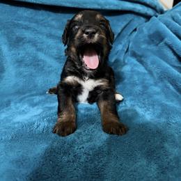Luna - Phantom female Bernedoodle puppy in Warrensburg, Missouri from Dreamer Ridge Puppies