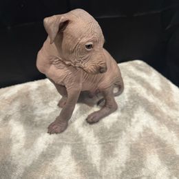 Levi (leviathan) - Copper male Peruvian Inca Orchid puppy in Atlanta, Georgia from La Siren