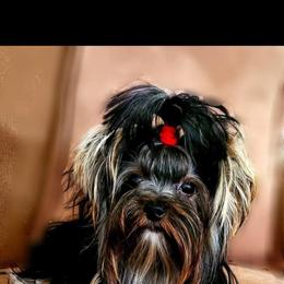 Loki - Yorkshire Terrier