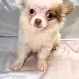 Cayden - Chocolate blue male Chihuahua puppy in Palmyra, Indiana from Country Star Chihuahuas