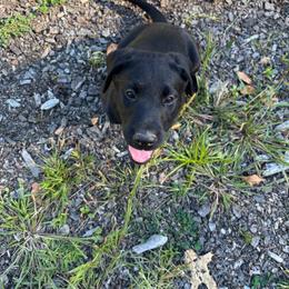 Boone - Black male Labrador Retriever puppy in Chichester, New Hampshire from Dawn's Labrador Retrievers