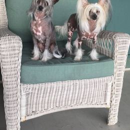 Chinese Crested All Grown Up from Soluna Chinese Cresteds