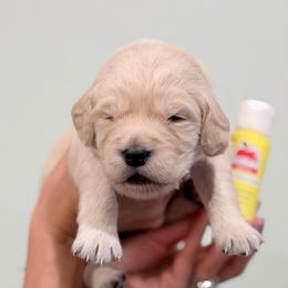 Girl 6 - Yellow - Light golden female Golden Retriever puppy in Mc Minnville, Tennessee from Wishaw Whisky Golden Retrievers