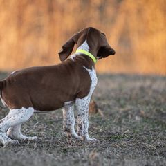 Bracco Italiano, German Shorthaired Pointer, and Vizsla Puppies from Nosam Kennels- Vizslas, German Shorthairs & Braccos- Kentucky
