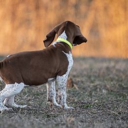 Bracco Italiano, German Shorthaired Pointer, and Vizsla Puppies from Nosam Kennels- Vizslas, German Shorthairs & Braccos- Kentucky