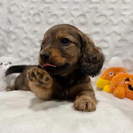 Bastien - Red male Dachshund puppy in Temple, Texas from Brit’s Doxie Crossing