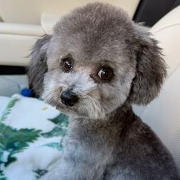 Hui-hui - Poodle