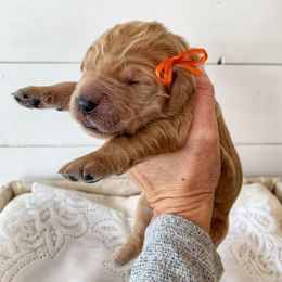 Goldendoodle Puppies from NettyDoodles