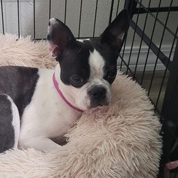 Boston Terriers from TRL Boston Terriers