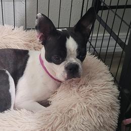 Boston Terriers from TRL Boston Terriers