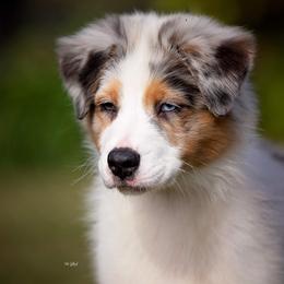 Australian Shepherd Puppies from Glenlake Australian Shepherds
