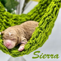 Sierra - Red  female Goldendoodle puppy in Travelers Rest, South Carolina from Bailey Mountain Doodles