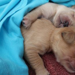 Goldendoodle Puppies from CharLia's Holistic English Cream Golden Retrievers & Doodles