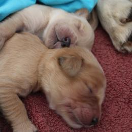 Goldendoodle Puppies from CharLia's Holistic English Cream Golden Retrievers & Doodles